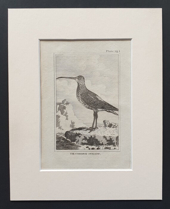 The Common Curlew -  Original 1812 Buffon print in mount (194)