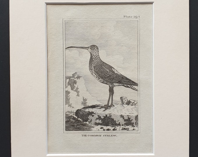 The Common Curlew -  Original 1812 Buffon print in mount (194)
