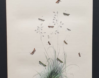 The Granitellian Acrolepia Moth and others - Original hand coloured 1860 print