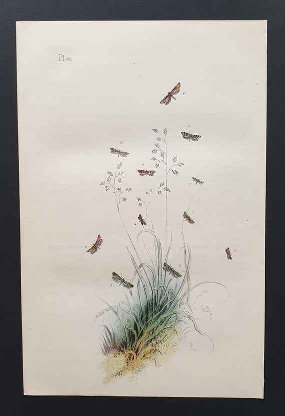The Granitellian Acrolepia Moth and others - Original hand coloured 1860 print