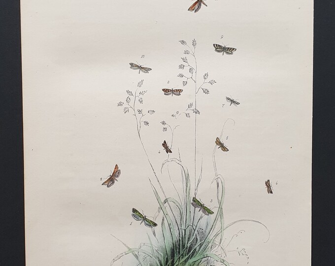 The Granitellian Acrolepia Moth and others - Original hand coloured 1860 print