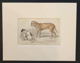 The Alco and Carrier Dog of the Indians - Original 1840 hand coloured mammalia print in mount