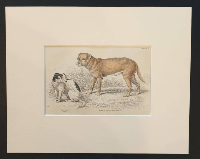 Original 1840 hand coloured mammalia print in mount - The Alco and Carrier Dog of the Indians