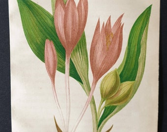 Meadow Saffron - Original 1857 poisonous plant print
