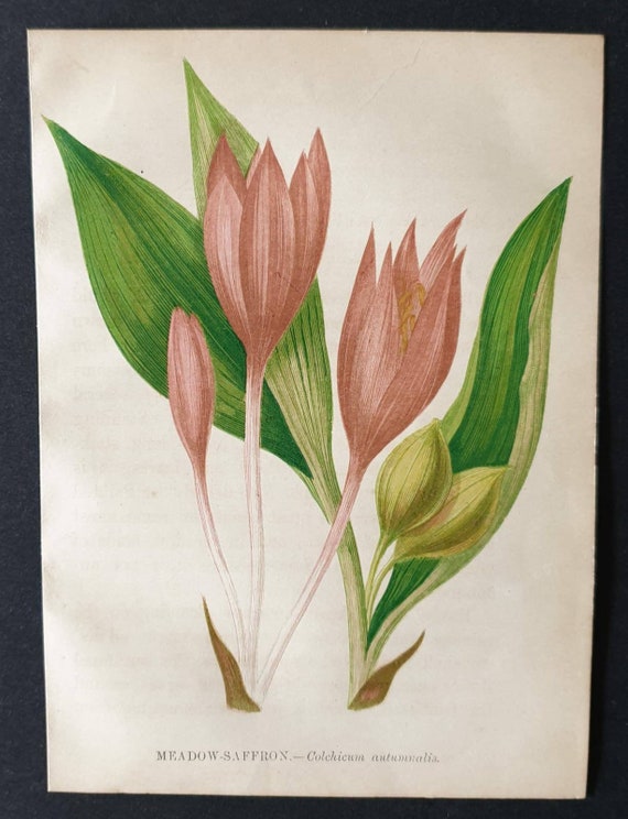 Original 1857 poisonous plant print - Meadow Saffron