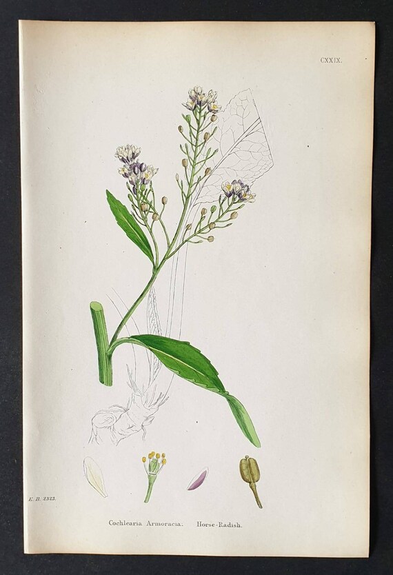 Original 1863 hand coloured botanical print - Horse Radish
