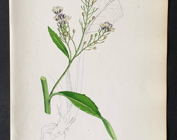 Original 1863 hand coloured botanical print - Horse Radish