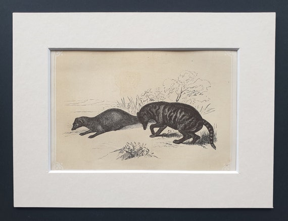 The Ichneumon Civet - Original 1851 John Tallis woodblock print