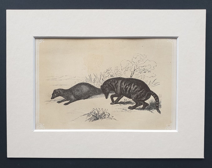 The Ichneumon Civet - Original 1851 John Tallis woodblock print