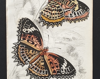 Cethosia Cyane - Original c1840 hand coloured print