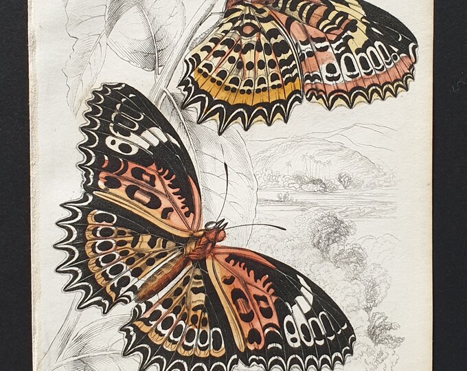 Cethosia Cyane - Original c1840 hand coloured print