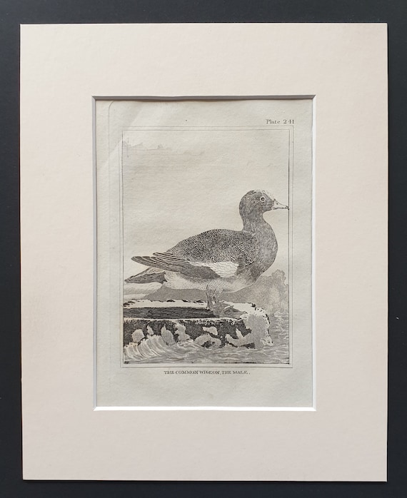 The Common Wigeon, The Male -  Original 1812 Buffon print in mount (241)