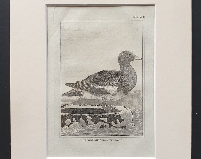 The Common Wigeon, The Male -  Original 1812 Buffon print in mount (241)