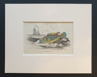 Blue Striped Wrasse - Original c1860 hand coloured fish print in mount