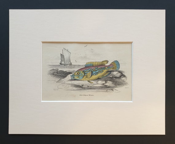 Blue Striped Wrasse - Original c1860 hand coloured fish print in mount