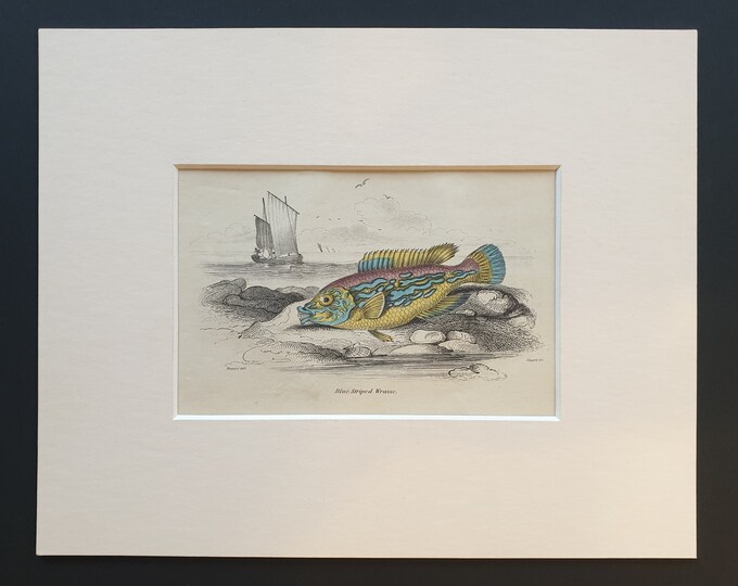 Blue Striped Wrasse - Original c1860 hand coloured fish print in mount