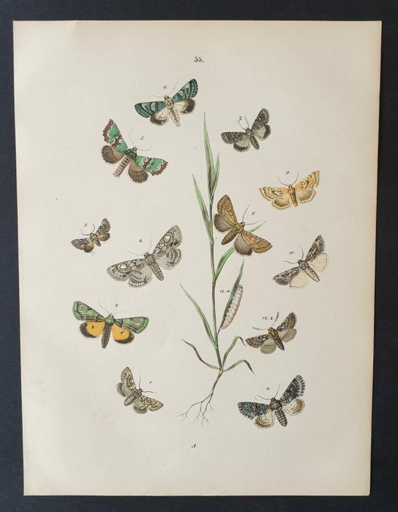 Original 1898 hand coloured Butterflies and Moths print