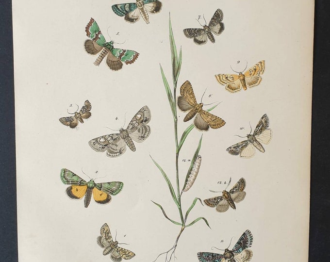 Original 1898 hand coloured Butterflies and Moths print