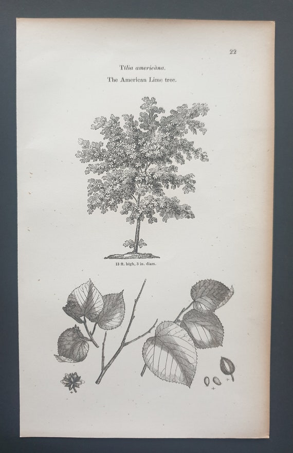 The American Lime Tree - Original 1844 print