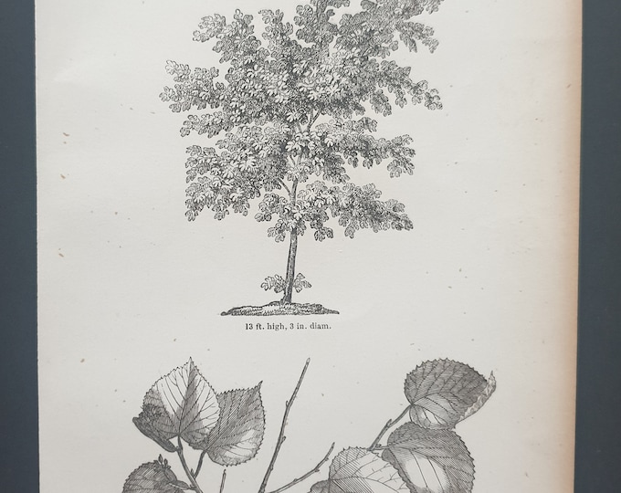 The American Lime Tree - Original 1844 print