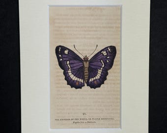 The Emperor of the Woods, or Purple Highflyer - Original 1832 Hand Coloured Antique Print