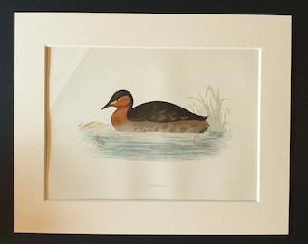 Dabchick - Original 1891 hand coloured bird print in mount
