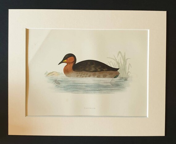 Original 1891 hand coloured bird print in mount - Dabchick