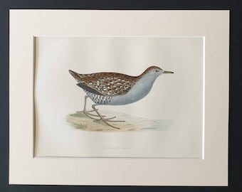 Baillon's Crake - Original 1891 hand coloured bird print in mount