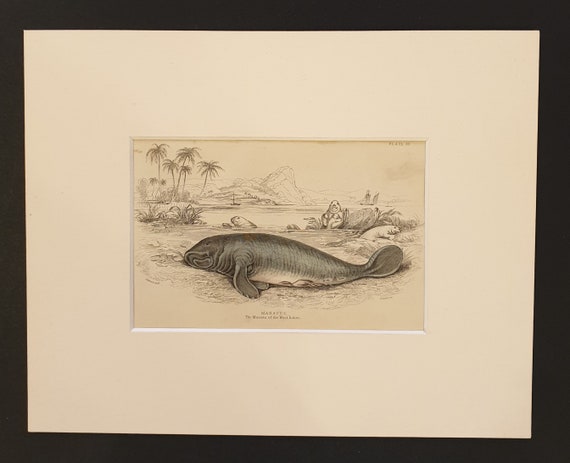 The Manatee - Original 1839 hand coloured print in mount