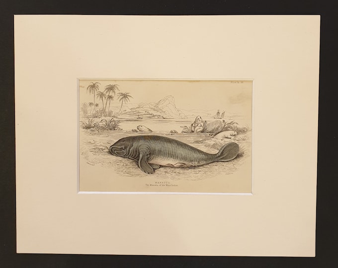 The Manatee - Original 1839 hand coloured print in mount