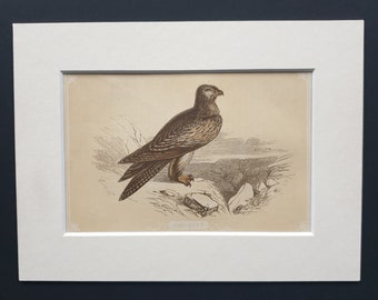 The Kite - Original 1851 John Tallis woodblock print