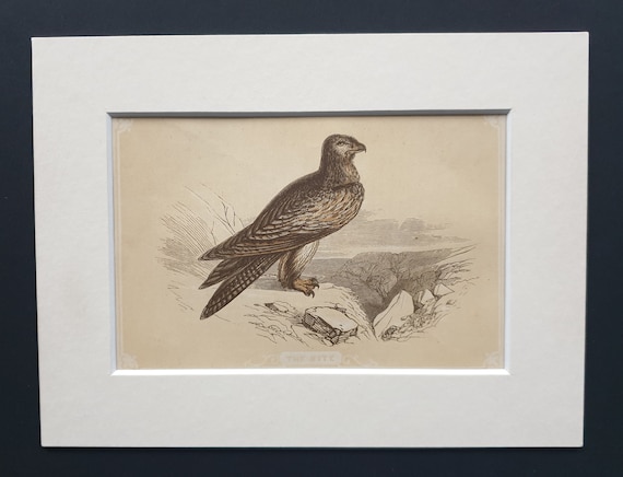 The Common Buzzard Original 1851 John Tallis woodblock print