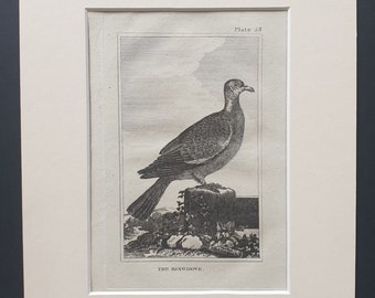 The Ringdove - Original 1812 Buffon print in mount (53)