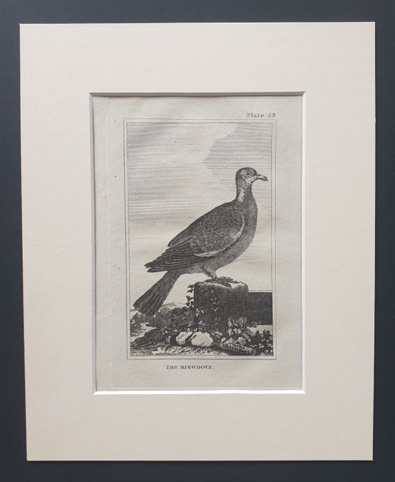 The Ringdove - Original 1812 Buffon print in mount (53)
