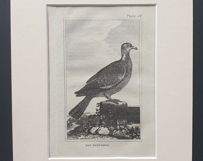 The Ringdove - Original 1812 Buffon print in mount (53)