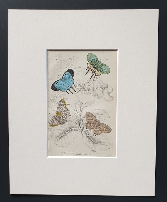 Polyommatus Venus, Polyommatus Achaeus - Original c1840 hand coloured print in mount