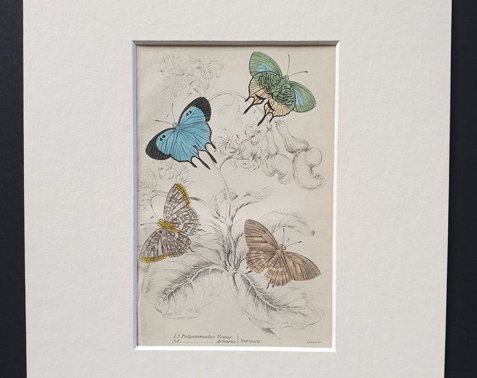 Polyommatus Venus, Polyommatus Achaeus - Original c1840 hand coloured print in mount