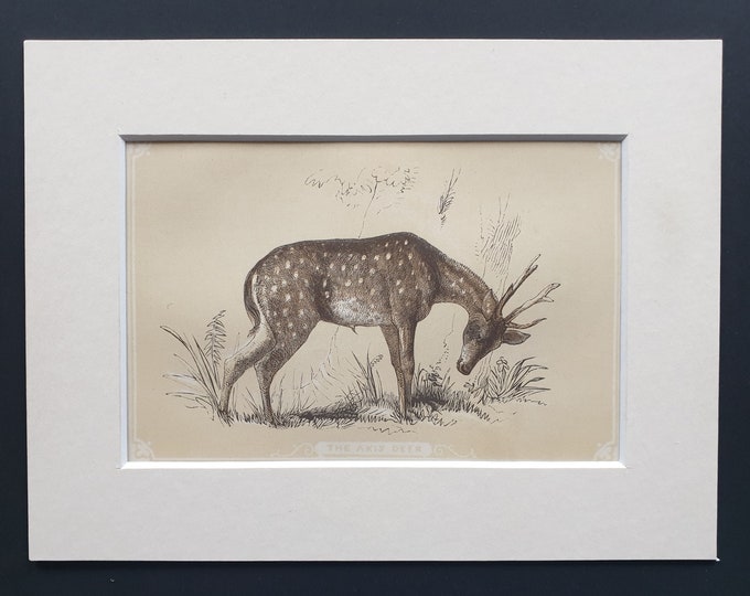The Axis Deer - Original 1851 John Tallis woodblock print