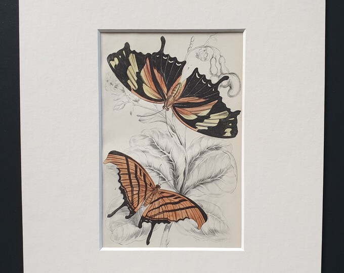 Marius Thetis, Fabius Hippona - Original c1840 hand coloured print in mount