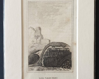 Long Tailed Manis - Original 1812 Buffon print