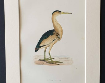 Little Bittern - Original 1891 hand coloured bird print in mount