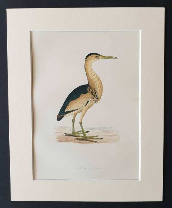 Original 1891 hand coloured bird print in mount - Little Bittern