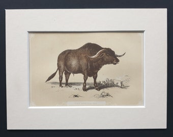 The Syrian Ox - Original 1851 John Tallis woodblock print