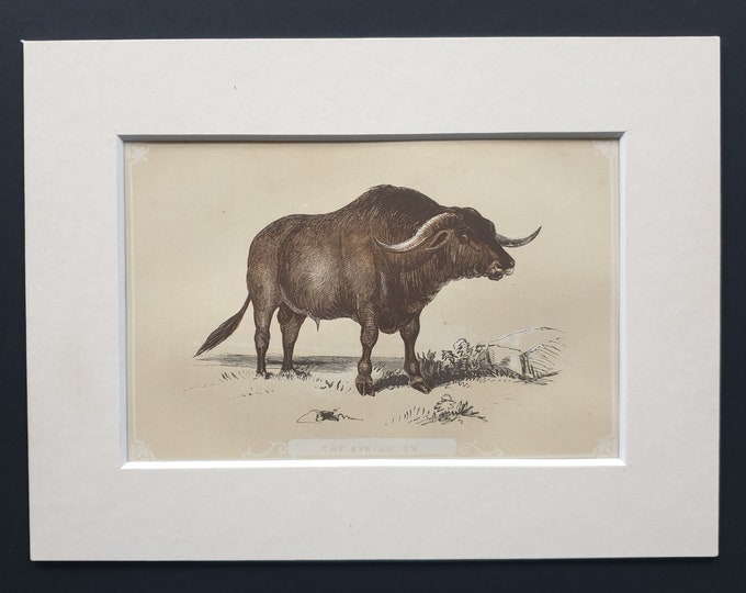 The Syrian Ox - Original 1851 John Tallis woodblock print