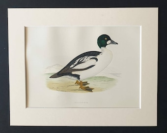 Golden Eye - Original 1891 hand coloured bird print in mount