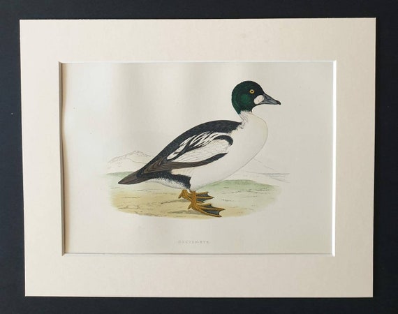 Original 1891 hand coloured bird print in mount - Golden Eye