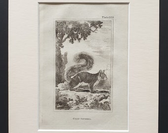 Gray Squirrel - Original 1812 Buffon print in mount
