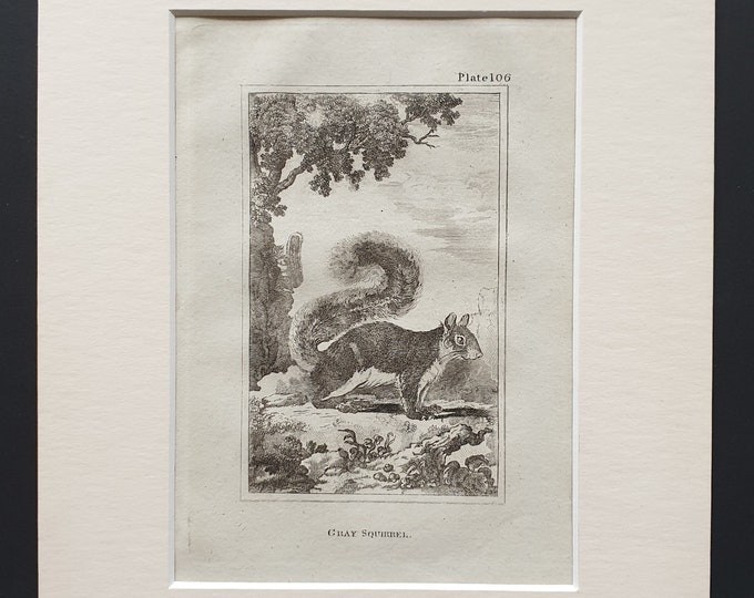 Gray Squirrel - Original 1812 Buffon print in mount