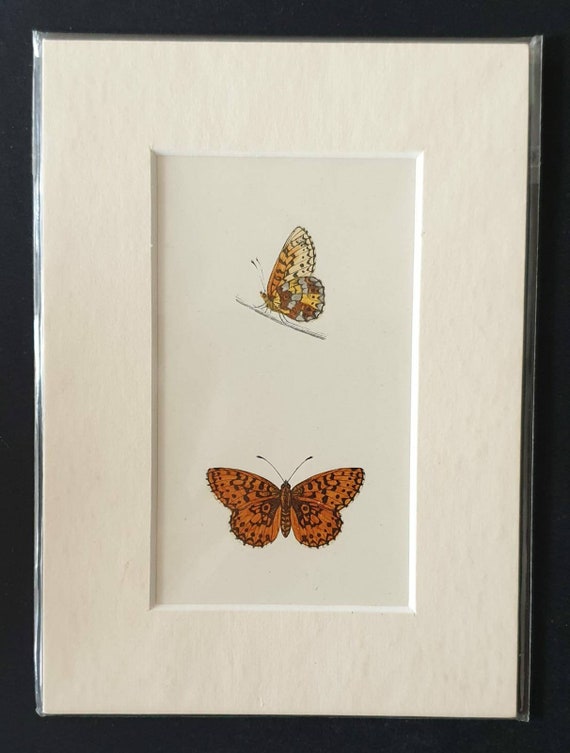 Original 1890 butterflies print in mount