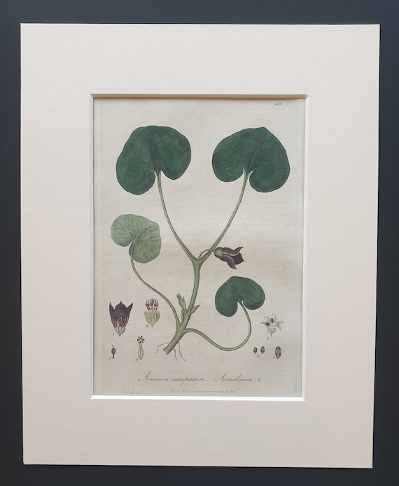 Common Asarabacca- Original 1839 hand coloured flower print in mount
